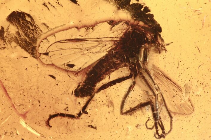 Fossil Dagger Fly and Fungus Gnat in Baltic Amber #273267